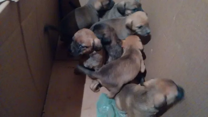 Cachorro ra a  idade Abaixo de 2 meses nome sem nome 
