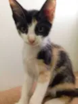 Amy