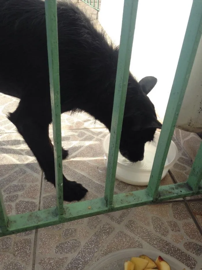 Cachorro raça Não sei a raça ele é preto  idade 2 a 6 meses nome não tem nome ;(