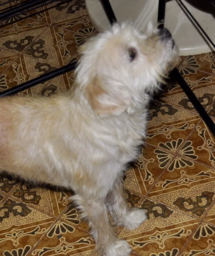 Cachorro raça Srd idade 2 anos nome Princesa