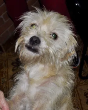 Cachorro raça Srd idade 2 anos nome Princesa