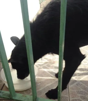 Cachorro raça Não sei a raça ele é preto  idade 2 a 6 meses nome não tem nome ;(