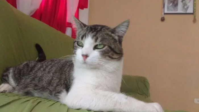 Gato ra a Vira lata idade 7 a 11 meses nome Tigre
