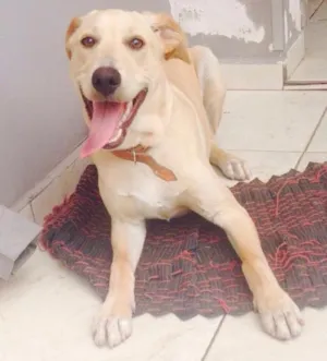 Cachorro raça Mestiço/labrador idade 7 a 11 meses nome Marley