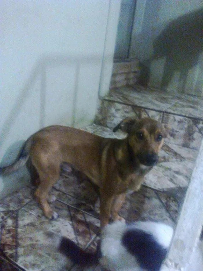 Cachorro ra a vira-lata idade 1 ano nome bruce