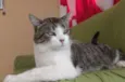 Tigre