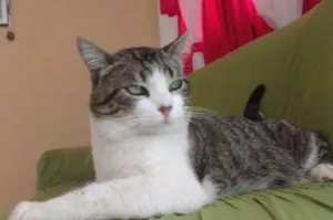 Gato raça Vira lata idade 7 a 11 meses nome Tigre