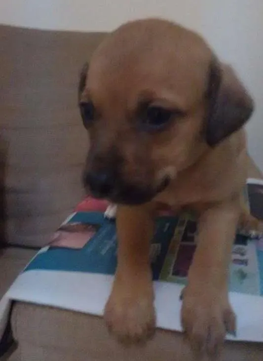 Cachorro ra a  idade Abaixo de 2 meses nome sem nome 