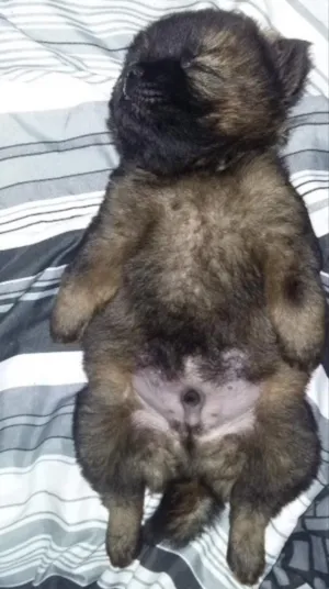 Cachorro raça Chow Chow idade 2 a 6 meses nome Zeus