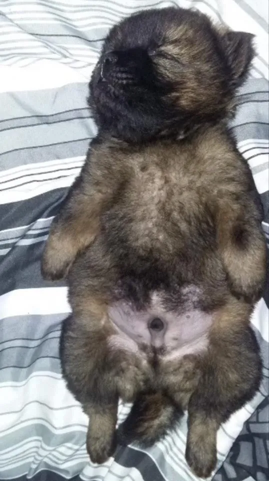 Cachorro ra a Chow Chow idade 2 a 6 meses nome Zeus