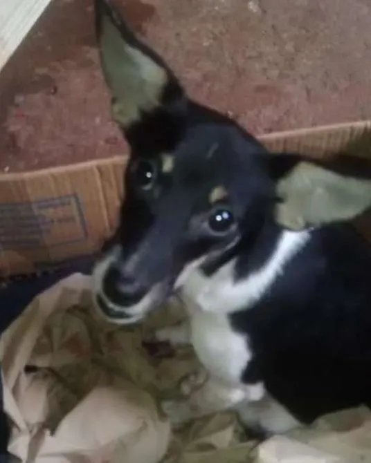 Cachorro ra a vira lata idade 7 a 11 meses nome não tem