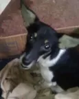 não tem