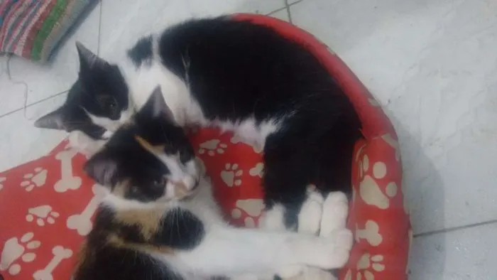 Gato ra a Sem raça definida  idade 2 a 6 meses nome Valentina,juju e mel