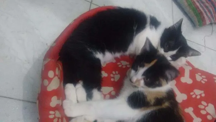 Gato ra a Sem raça definida  idade 2 a 6 meses nome Valentina,juju e mel
