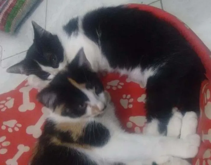 Gato ra a Sem raça definida  idade 2 a 6 meses nome Valentina,juju e mel
