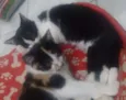 Valentina,juju e mel