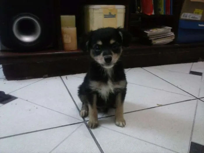 Cachorro ra a Sem Raça idade 2 a 6 meses nome Menininho
