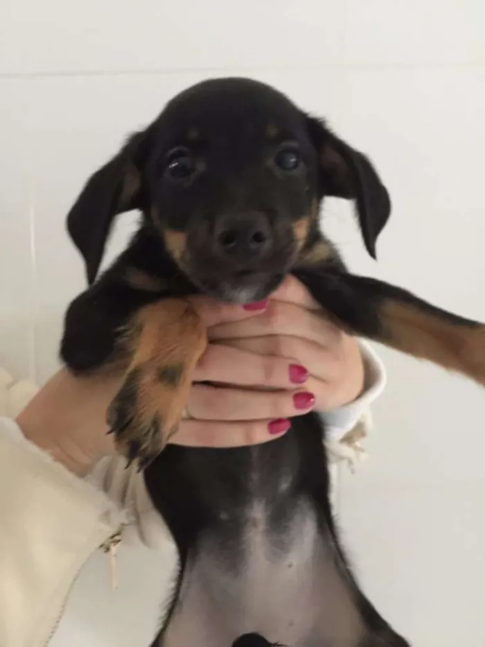 Cachorro ra a SRD idade 2 a 6 meses nome Melissa
