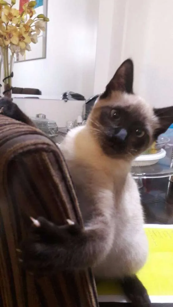 Gato ra a mestiça siames idade 2 a 6 meses nome Theodora