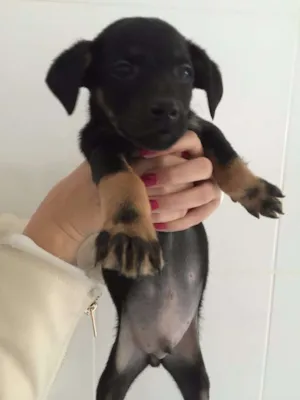 Cachorro raça SRD idade 2 a 6 meses nome Bruno