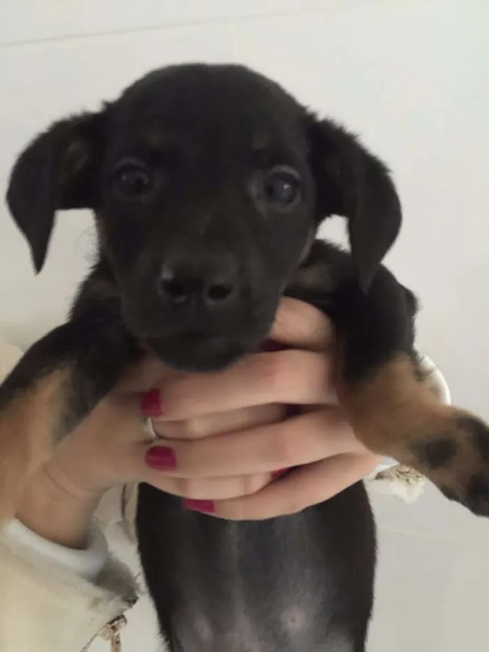 Cachorro ra a SRD idade 2 a 6 meses nome Bruno
