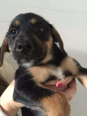Cachorro raça mestiço Rotwailler idade 2 a 6 meses nome Pedro