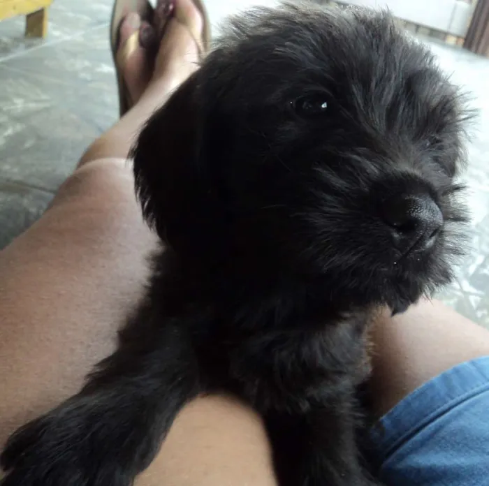 Cachorro raça Indefinida idade 2 a 6 meses nome Russinha