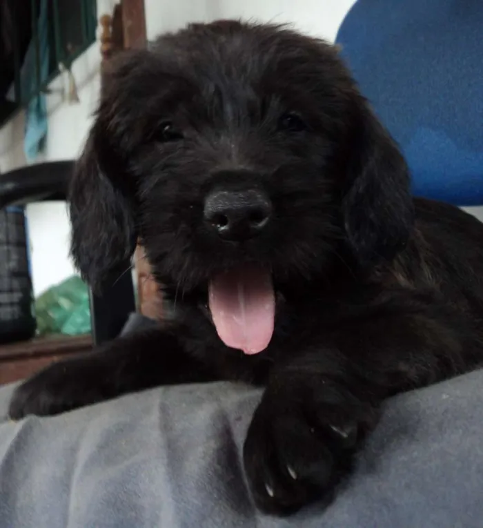 Cachorro raça Indefinida idade 2 a 6 meses nome Russinha
