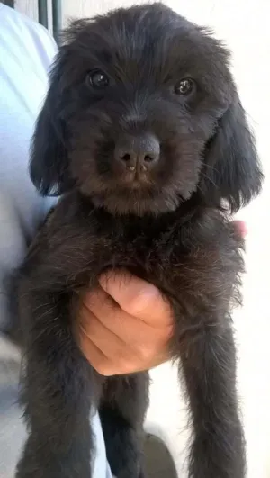 Cachorro raça Indefinida idade 2 a 6 meses nome Russinha