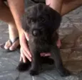 Russinha