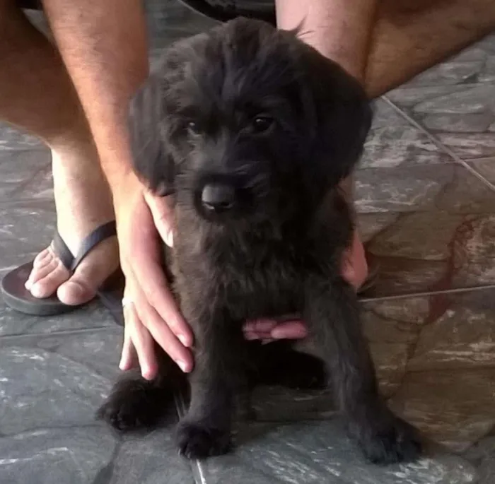 Cachorro raça Indefinida idade 2 a 6 meses nome Russinha