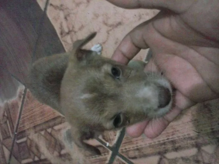 Cachorro raça Nao sei idade 2 a 6 meses nome Nao sei