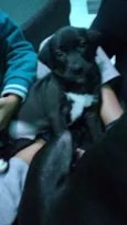 Zig