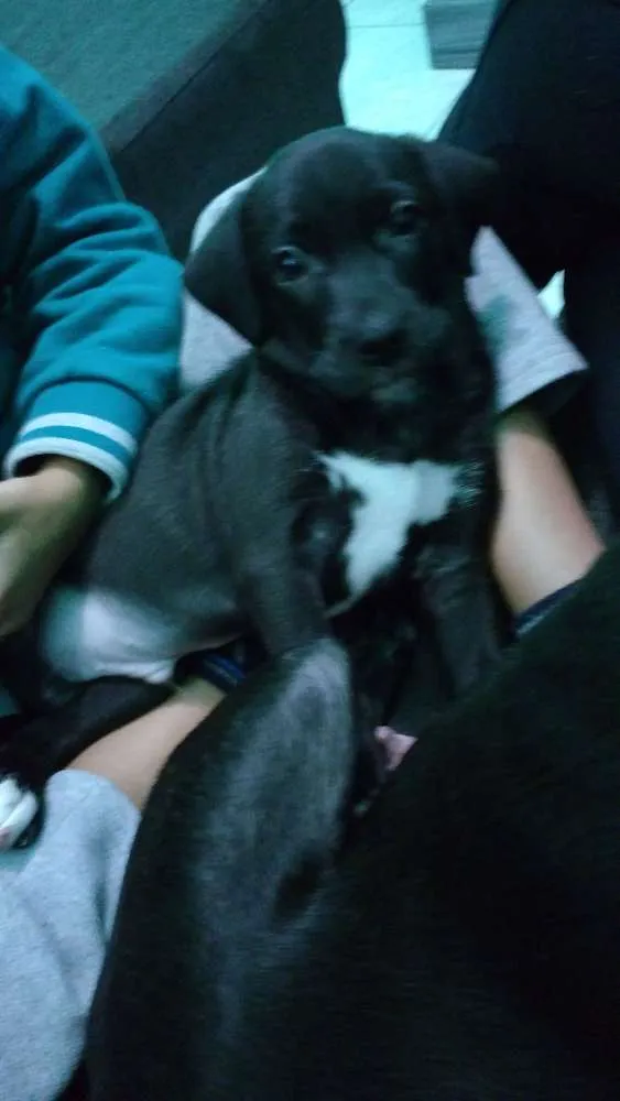 Cachorro ra a Srd idade 2 a 6 meses nome Zig