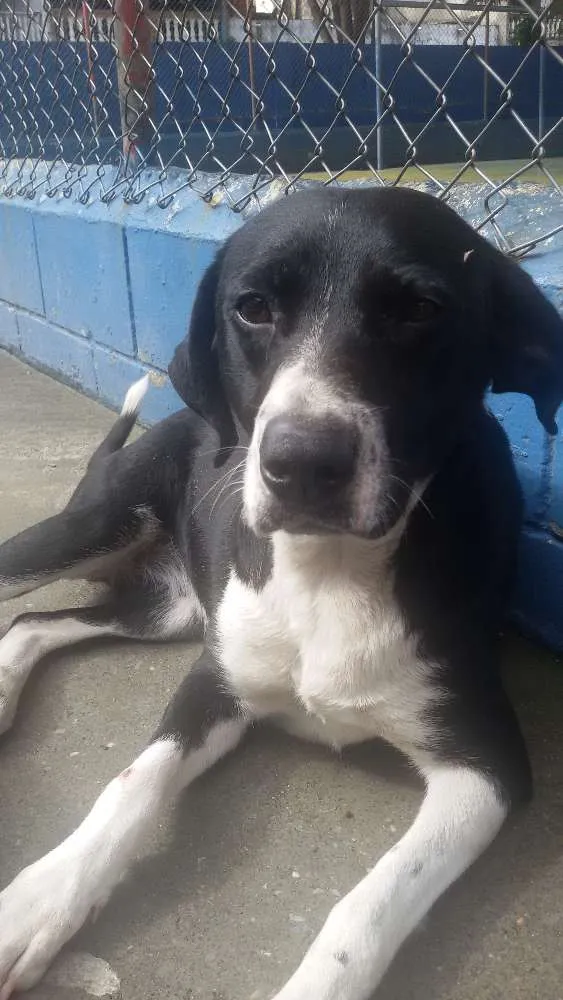 Cachorro ra a SRD idade  nome Darlin