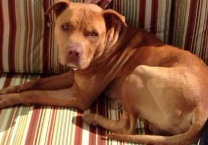 Cachorro ra a Pit-Bull idade 6 ou mais anos nome Mac