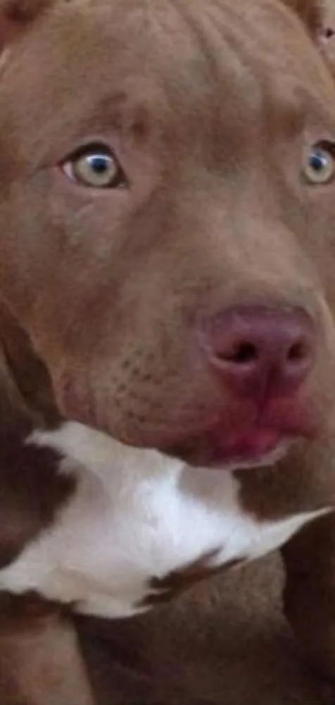 Cachorro ra a Pit-Bull idade 6 ou mais anos nome Mac