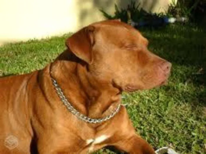 Cachorro ra a Pit-Bull idade 6 ou mais anos nome Mac