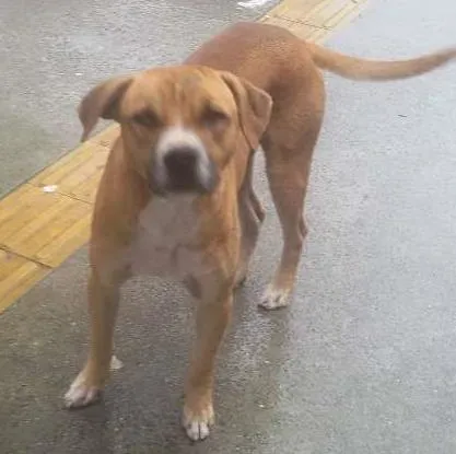 Cachorro ra a SRD idade  nome Luck