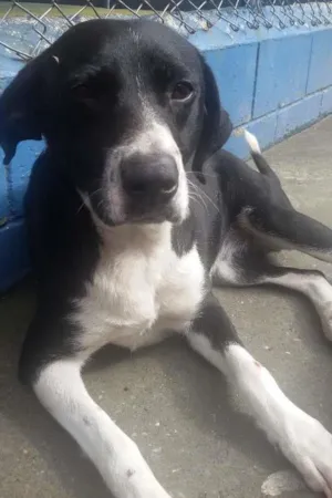Cachorro raça SRD idade  nome Darlin