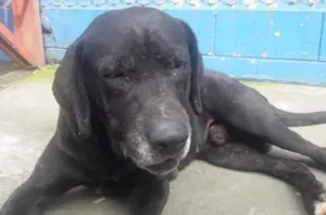 Cachorro raça SRD idade 6 ou mais anos nome Marlei
