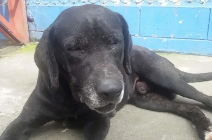 Cachorro ra a SRD idade 6 ou mais anos nome Marlei