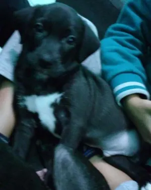 Cachorro raça Srd idade 2 a 6 meses nome Zig