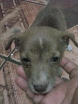 Cachorro raça Nao sei idade 2 a 6 meses nome Nao sei
