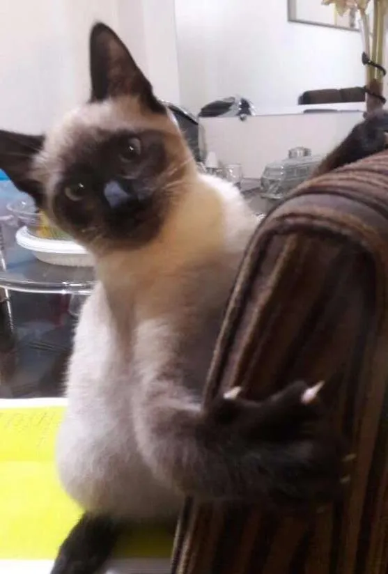Gato ra a mestiça siames idade 2 a 6 meses nome Theodora