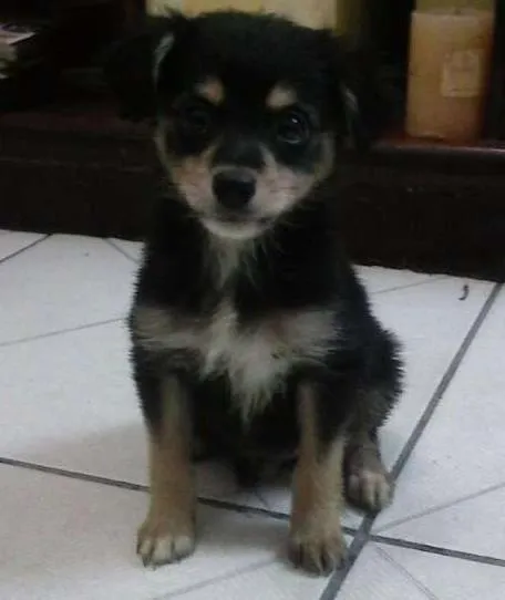 Cachorro ra a Sem Raça idade 2 a 6 meses nome Menininho