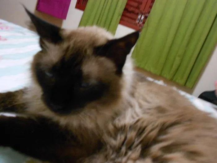 Gato ra a Siamês idade 6 ou mais anos nome JEGUEIRAO GRATIFICA