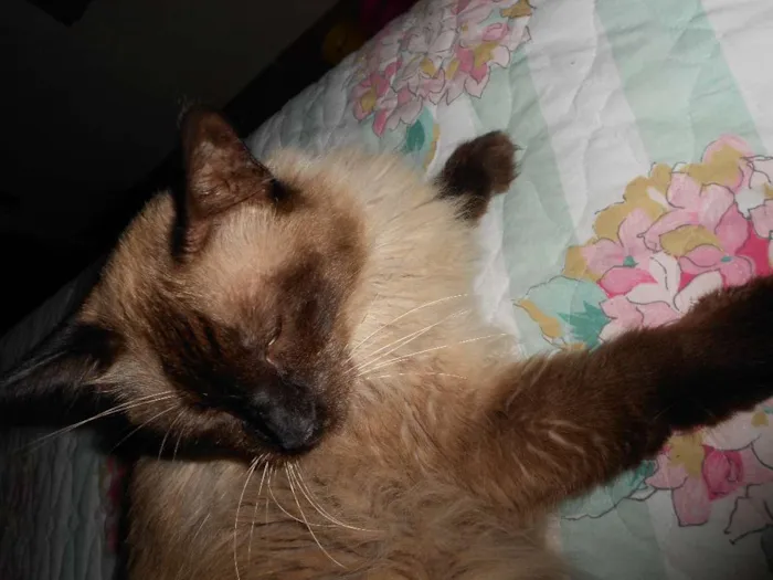 Gato ra a Siamês idade 6 ou mais anos nome JEGUEIRAO GRATIFICA