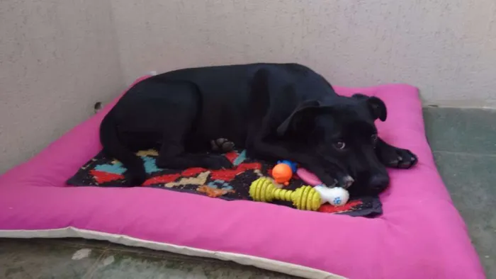 Cachorro ra a vira lata idade 2 a 6 meses nome Lara