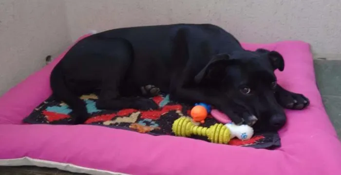 Cachorro ra a vira lata idade 2 a 6 meses nome Lara